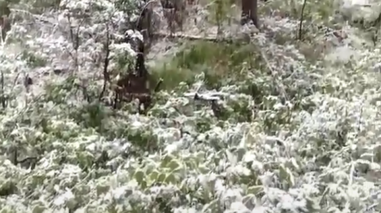 В Таиланде Выпал Снег